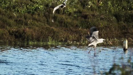 Slowmotion-tracking-shot-of-a-pair-of-herons-flying-low-above-a-river