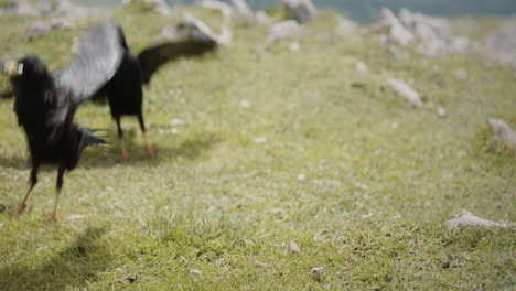 Alpine-choughs-walking-on-the-grass-at-the-top-of-mountain-Raduha-and-watching