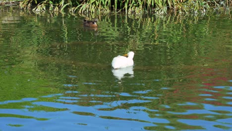 Weiße-Ente,-Die-Im-Teich-In-Südkalifornien-Schwimmt