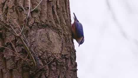 Slowmotion-shot-of-a-Eurasian-nuthatch-pecking-at-the-bark-eating-small-insects