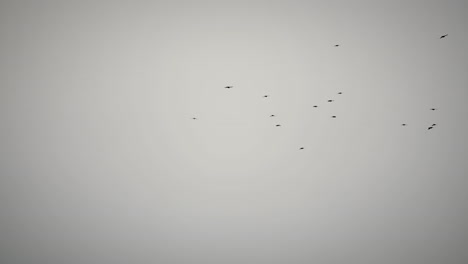 Shot-of-the-grey-sky-where-birds-are-flying