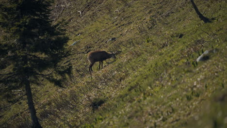 A-shot-of-a-deer-in-the-mountains-on-a-slope-grazzing