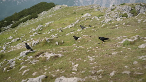 Black-birds-walking-on-the-grass-on-top-of-mountain-Raduha,-many-rocks-sticking-out,-nearby-mountain-visible-in-the-background