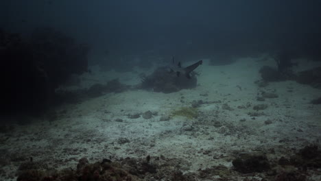 Weißspitzen-Riffhai,-Der-Auf-Korallen-Schwimmt
