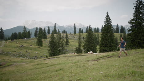 Hiker-with-hiking-poles-walking-across-the-meadow,-few-cows-and-conifer-trees-in-the-backgroud
