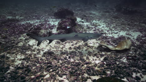 Tiburones-De-Arrecife-De-Punta-Blanca-En-Arrecifes-De-Coral