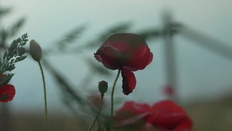 Zeitlupe,-Nahaufnahme-Einer-Roten-Blume-Mit-Dem-Ozean-Im-Hintergrund
