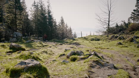 A-camera-shot-of-a-hiker-in-the-distance-walking-on-a-path-out-of-the-conifer-forest-using-hiking-poles-and-wearing-red-jacket