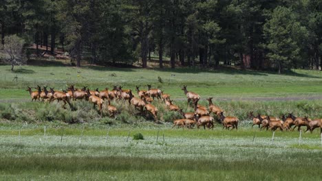 Elk-herd-in-the-white-mountains-going-over-a-hill