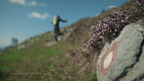 Close-up-of-a-rock-with-a-Knafelc-markation-and-small-flowers-covering-it-with-light-violet-blooms-in-background-is-hiker-in-blur-with-a-green-backpack-climbing-up-a-hill