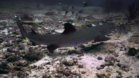 Whitetip-reef-shark-on-coral-reef