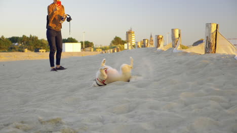 Watch-a-dog-roll,-and-play-in-the-sand-on-the-beach-in-slow-motion
