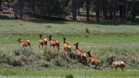 Adult-elk-watch-as-the-herd-go-over-a-hill