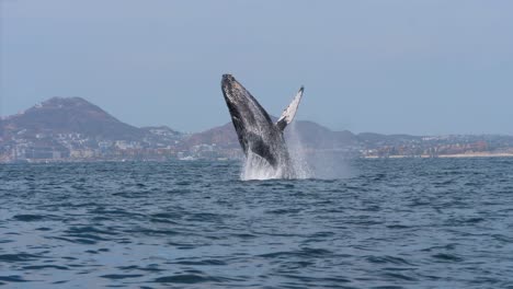 Huge-Whale-jumping-out-of-the-ocean-next-to-the-shore-landscape-background