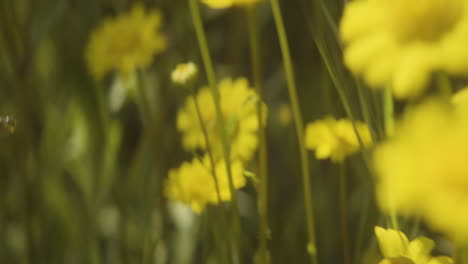 Nahaufnahme-Von-Gelben-Gänseblümchen-Und-Blütenblättern-Im-Naturfeld-Während-Der-Sommersaison