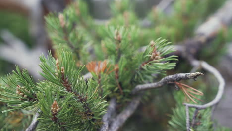 Slow-motion-close-up-of-an-evergreen-tree
