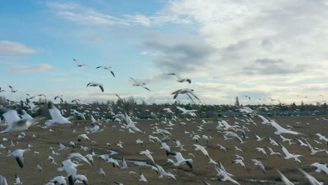 Drone-shot-of-a-group-of-birds-seagulls-flying-by-the-sea-in-Richmond,-BC,-Canada