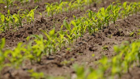 Rows-of-small-corn-plants-in-soil-at-sunny-plantation,-rack-focus