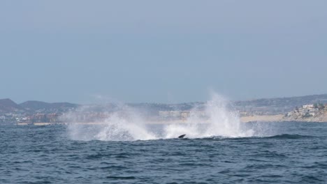Humpback-Whale-jumping-out-of-the-water-playful-showing-off-his-fin