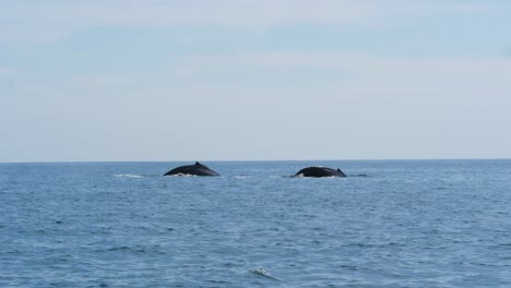 Two-Large-Humpback-Whales-come-up-for-air-and-spray-water-from-their-nozzles-before-diving-back-down