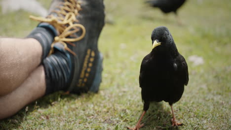 Hiker-sitting-on-the-ground-ad-offers-foot-to-the-bird,-alpine-cough-takes-the-bite-and-eats-it