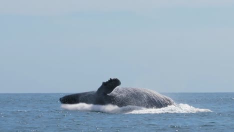 Großer-Wal,-Der-Neben-Dem-Boot-Aus-Dem-Wasser-Springt-Und-Sehr-Nah-Und-Detailliert-Aufspritzt