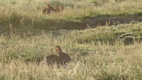 Slowmotion-zoom-out-of-a-wild-rabbit-eating-the-grass
