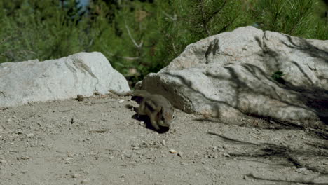 Streifenhörnchen,-Das-In-Den-Bergen-Isst