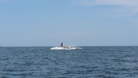 Humpback-Whale--breach