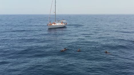 Sail-yacht-in-blue-Atlantic-ocean-with-pod-of-pilot-whales,-aerial