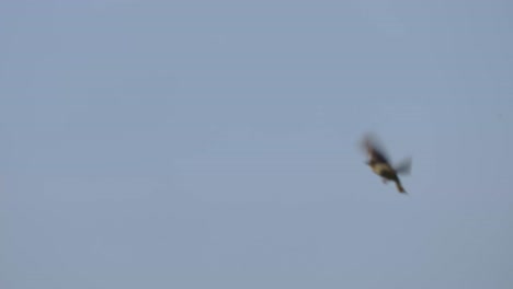 Common-kestrel-bird-flying-against-blue-sky,-hunting-preys,-tracking-shot