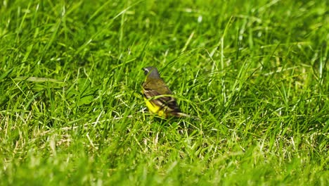 Western-Yellow-Wagtail-running-through-the-grass,-Slowmotion-tracking-shot