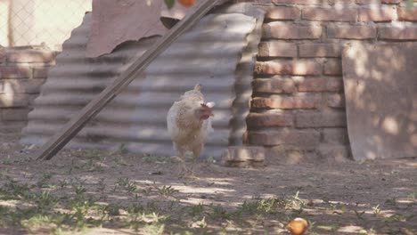 A-free-range-white-chicken-walks-around-grazing-in-the-shade-and-pecking-at-the-ground-in-front-of-a-brick-building-covered-with-corrugated-tin-metal