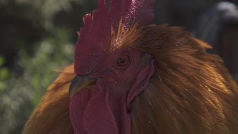 Close-up-shot-of-the-eyes,-comb,-beak-and-wattles-of-a-free-range-chicken-looking-around-on-a-sunny-day-in-the-shade