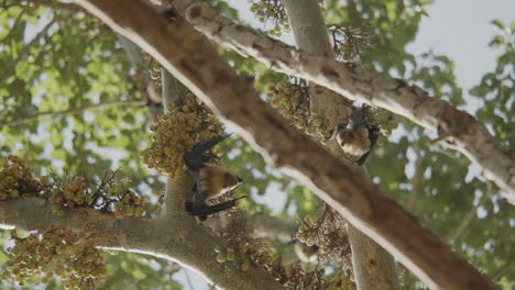 Zwei-Fledermäuse-Hängen-Kopfüber-An-Einem-Feigenbaum-Und-Suchen-Nach-Nächster-Nahrung