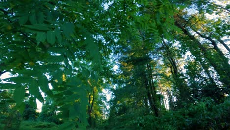 Walking-under-a-magical,-beautiful,-green-towering-tree-canopy-during-summer