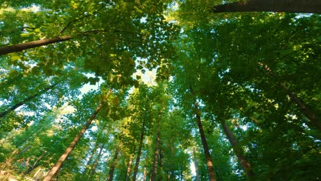 Walking-under-a-beautiful,-green-tall-tree-canopy-during-summer