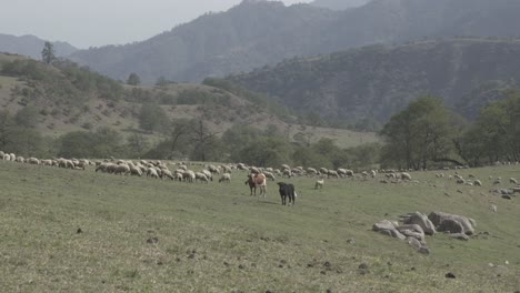 Shot-of-herd-of-sheeps-and-cows-grazing-along-mountain-slope-on-a-sunny-day
