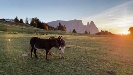 Wide-shot-of-two-donkeys-standing-on-a-green-meadow,-mountain-called-Schlern-in-the-background