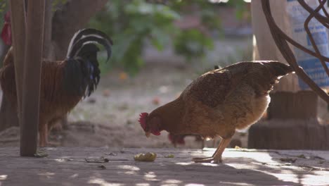 Free-range-chickens-peck-at-the-ground-in-the-shade-while-a-rooster-stands-tall-next-to-them-on-a-patio-on-a-farm