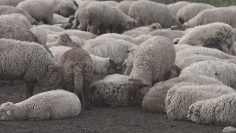 Close-up-shot-of-chilling-and-sitting-sheeps-on-ground-during-evening-time
