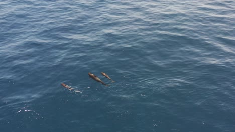Mutter-Und-Zwei-Babypilotwale-Schwimmen-Ruhig-Auf-Der-Blauen-Oberfläche-Des-Ozeans,-Aus-Der-Luft
