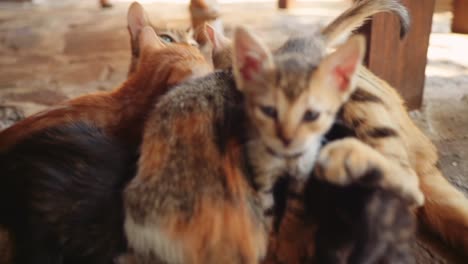 Die-Katzenmama-Sieht-Zu,-Wie-Das-Kätzchen-Frustriert-Weint-Und-Gegen-Seine-Brüder-Und-Schwestern-Um-Futter-Kämpft