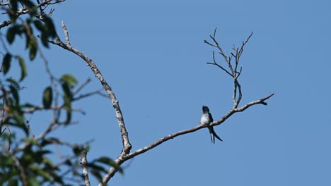 Perched-on-a-branch-high-above-as-it-looks-to-the-back,-Grey-rumped-Treeswift-Hemiprocne-longipennis,-Kaeng-Krachan-National-Park,-Thailand