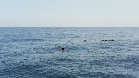 Pod-of-Pilot-Whales-swimming-on-surface-of-Atlantic-Ocean,-aerial