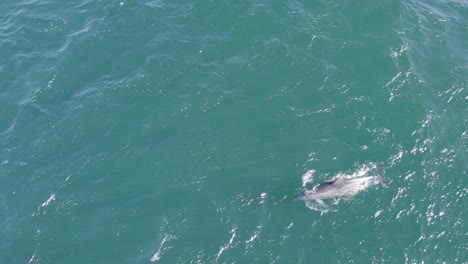 Solo-Delfines-Nariz-De-Botella-Nadando-Rápido-En-El-Mar-Bajo-Las-Olas-En-Verano