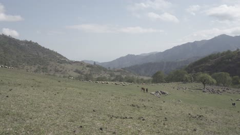 Static-shot-of-beautiful-valley-surrounded-by-mountain-with-the-view-of-a-herd-of-sheep-grazing-in-the-distance