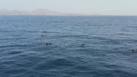 Pilot-whales-slowly-swimming-and-floating-on-surface-of-Ocean,-aerial