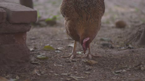 Ein-Freilaufendes-Huhn-Pickt-An-Einem-Schattigen-Tag-Auf-Dem-Boden-Nach-Futter