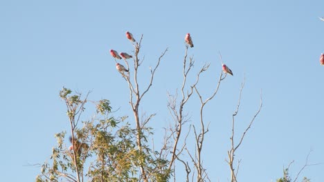 A-flock-of-pink-galahs-at-rest-on-a-tree-in-outback-Australia